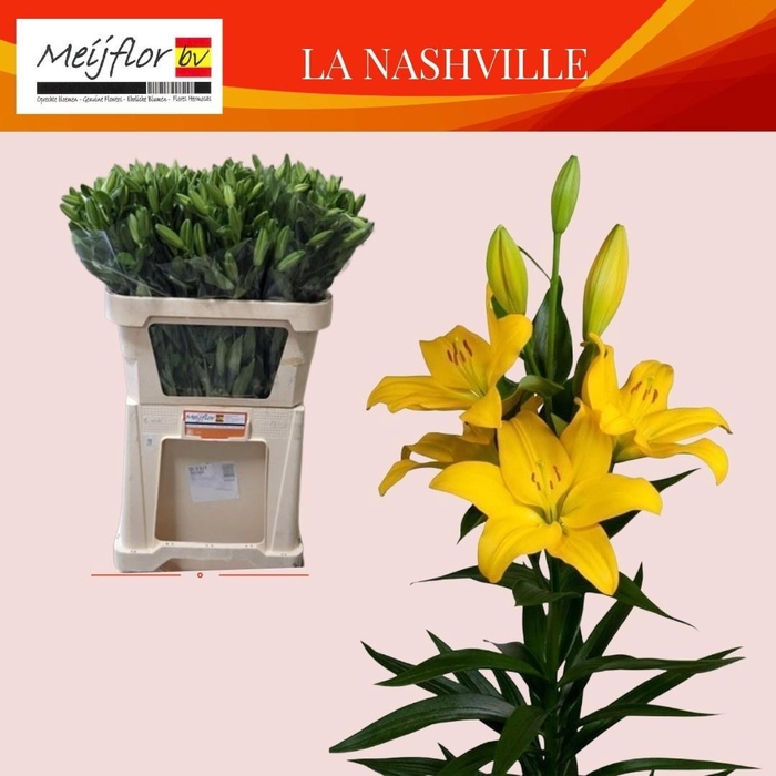 <h4>LI LA NASHVILLE</h4>