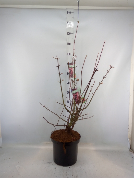 <h4>Viburnum bodnant. 'Dawn'</h4>