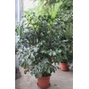 Caryota mitis