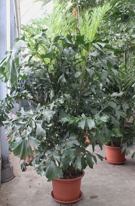 Caryota mitis