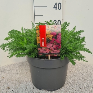 Achillea Skysail Trio P26