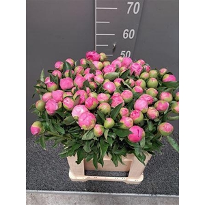 Paeo L Mr Jules Elie Viola