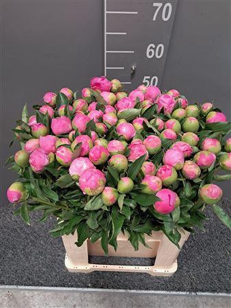 <h4>Paeo L Mr Jules Elie Viola</h4>