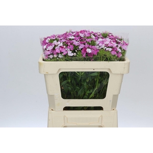 Dianthus Br Amazon Rose Magic