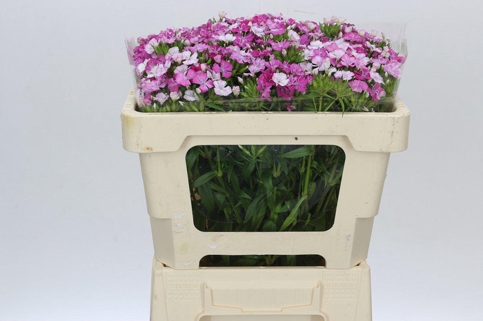 <h4>Dianthus Br Amazon Rose Magic</h4>