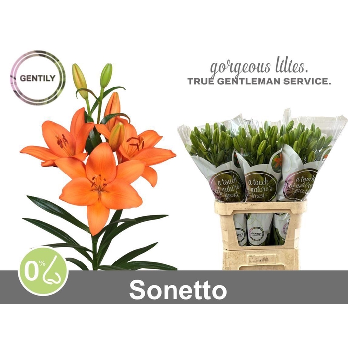 <h4>Li La Sonetto</h4>