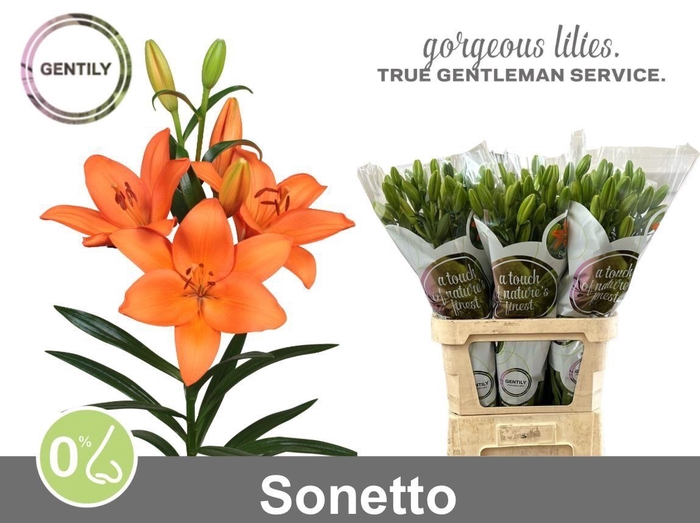 <h4>Lilium LA Sonetto</h4>
