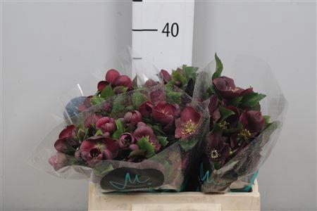 <h4>Hell Mammoth Red</h4>