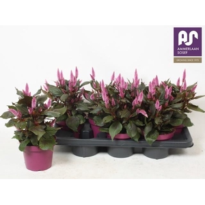 CEL WILD PINK
