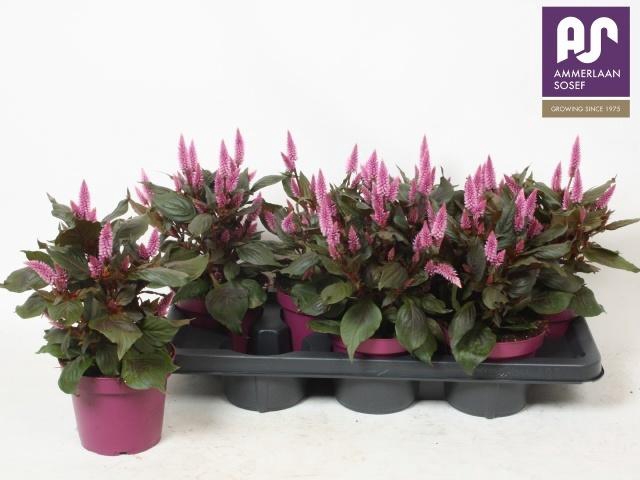 <h4>CEL WILD PINK</h4>