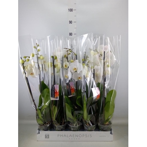 Phalaenopsis   ...white
