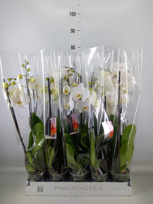 <h4>Phalaenopsis   ...white</h4>