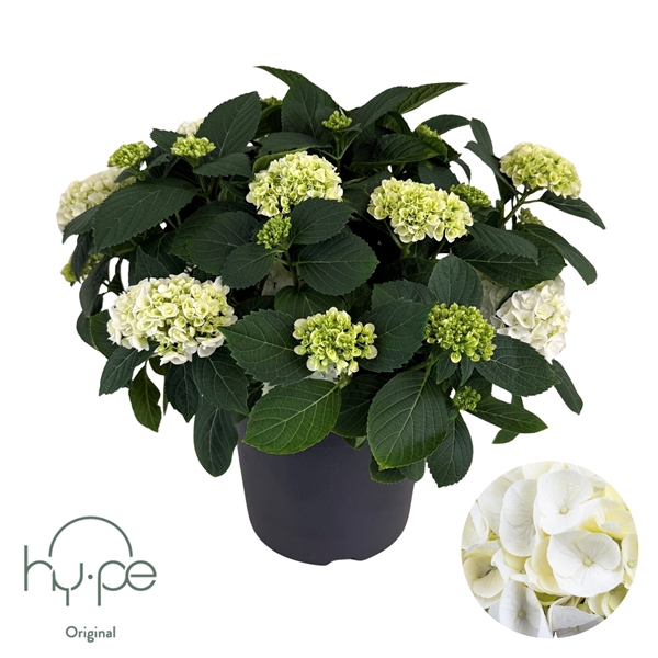 <h4>Hydrangea Mophead White 15+ | Hy-pe Original</h4>