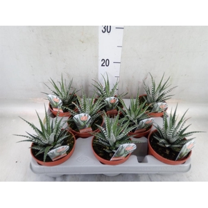 Haworthia fasciata 'Big Band'