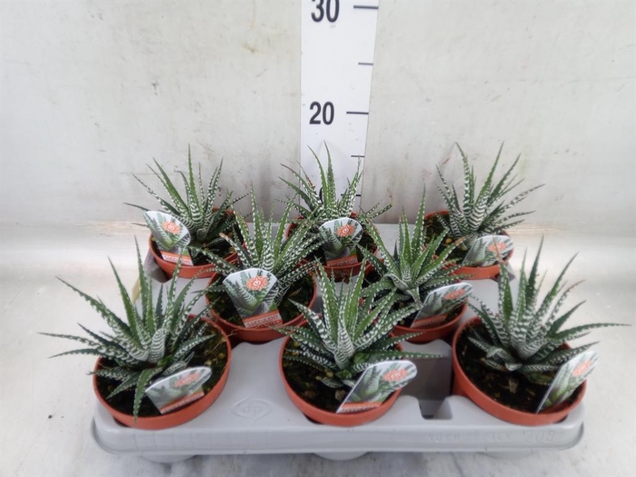 <h4>Haworthia fasciata 'Big Band'</h4>