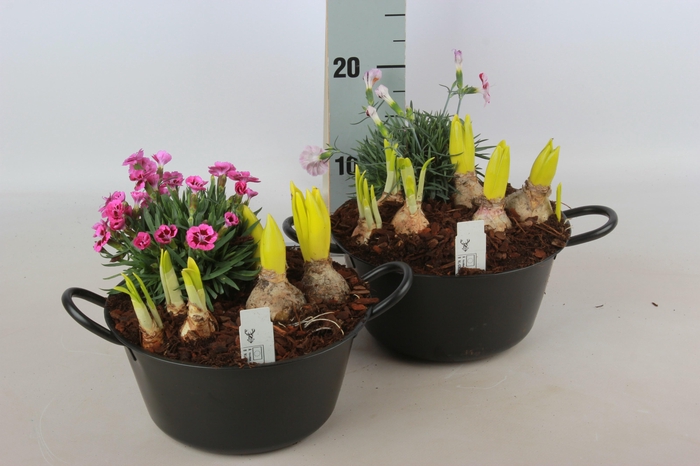 <h4>ARR BOL KNOLGEWAS</h4>