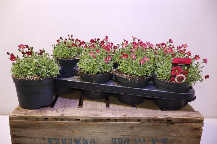 <h4>arr8 Saxif Ar Alp Rose</h4>