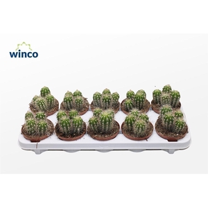 Pachycereus Pringlei