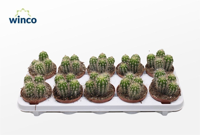 Pachycereus Pringlei