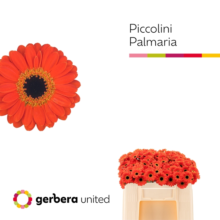 <h4>Nano Palmaria Water</h4>