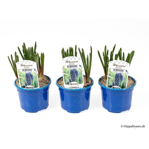MUSCARI ARMENIACUM