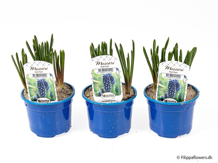 <h4>MUSCARI ARMENIACUM</h4>