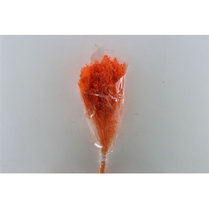 Dried Brooms Orange Bunch