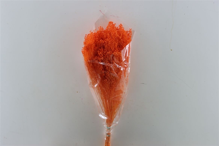 <h4>Dried Brooms Orange Bunch</h4>