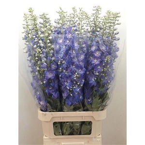 Delph Du Guardian Blue