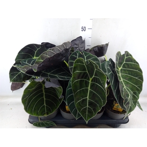 Alocasia   ...