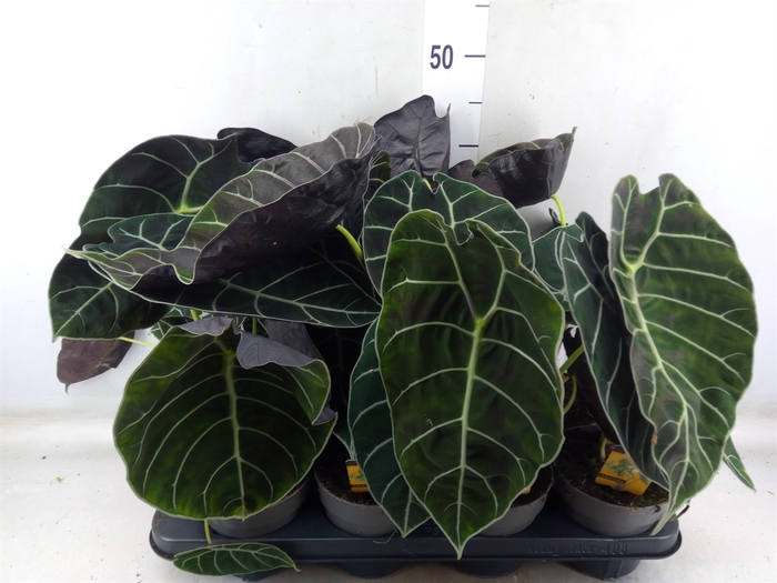 <h4>Alocasia   ...</h4>