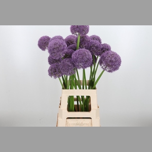 Allium Grootbloemig
