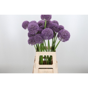 Allium Grootbloemig