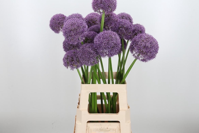 <h4>Allium Grootbloemig</h4>