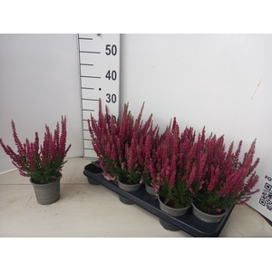 CALLU BL SCARL EARLY