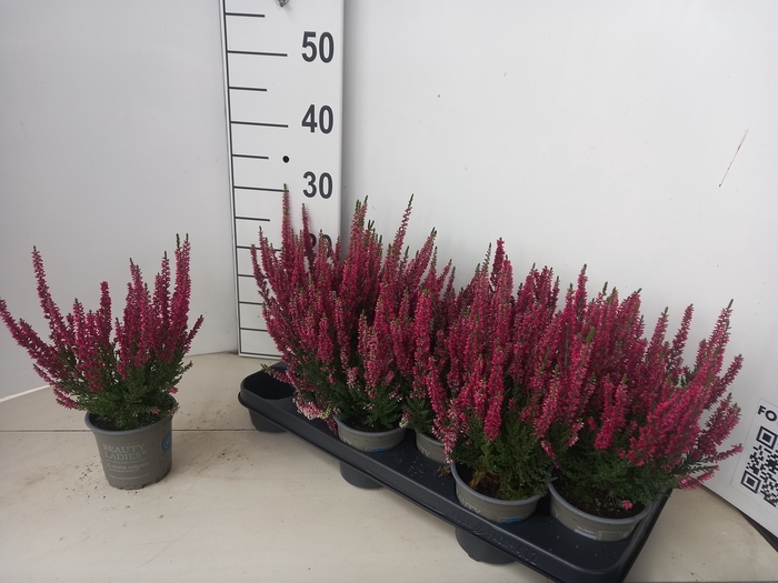<h4>CALLU BL SCARL EARLY</h4>