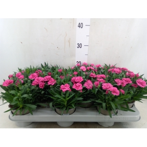 Dianthus   ...