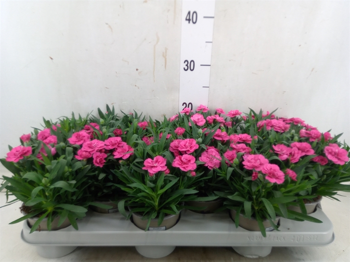 <h4>Dianthus   ...</h4>