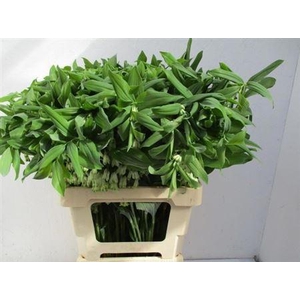 Polygonatum Multiflorum