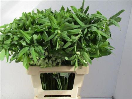 <h4>Polygonatum Multiflorum</h4>
