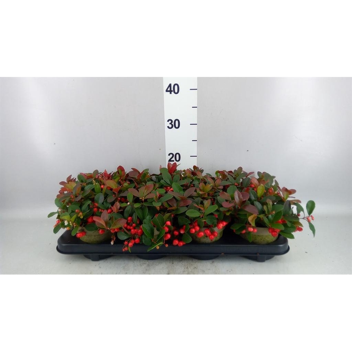 <h4>Gaultheria proc. 'Ciao Bella Red'</h4>