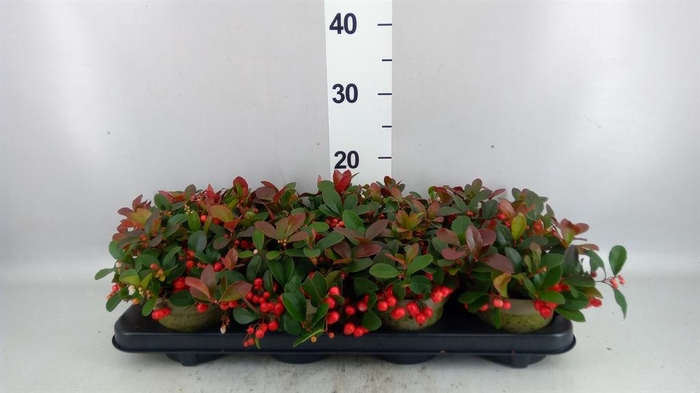 Gaultheria proc. 'Ciao Bella Red'