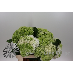 Hydrangea allure classic