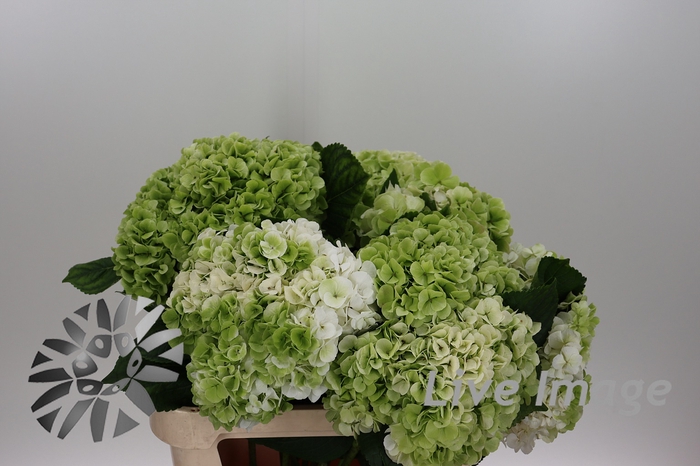 <h4>Hydrangea allure classic</h4>