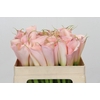 Zantedeschia Eydolls Pink