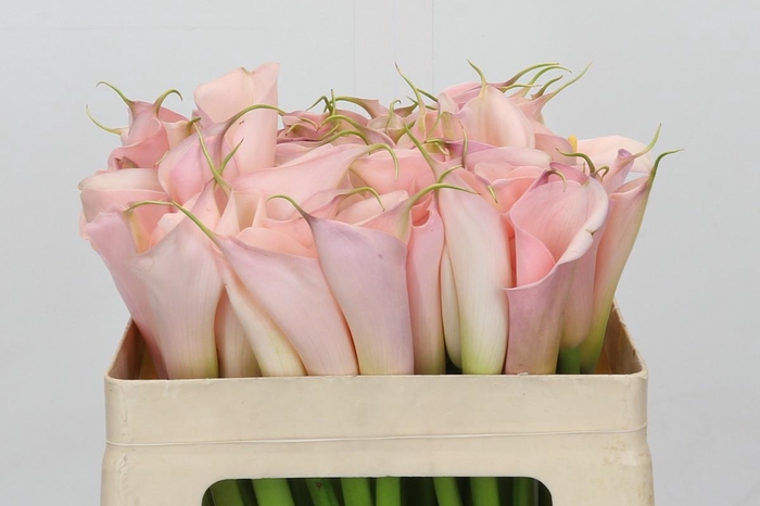 Zantedeschia Eydolls Pink