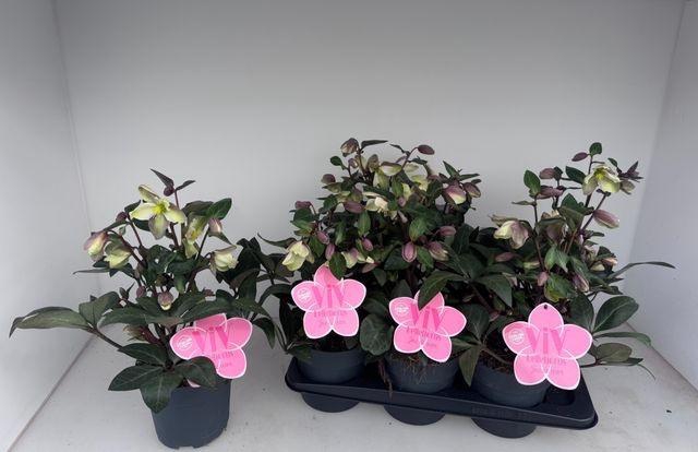 <h4>HELLEB VIV VALERIA ROSA P17</h4>