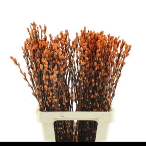 SALIX OV KLB H%