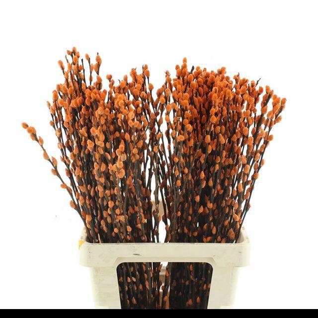 <h4>SALIX OV KLB H%</h4>