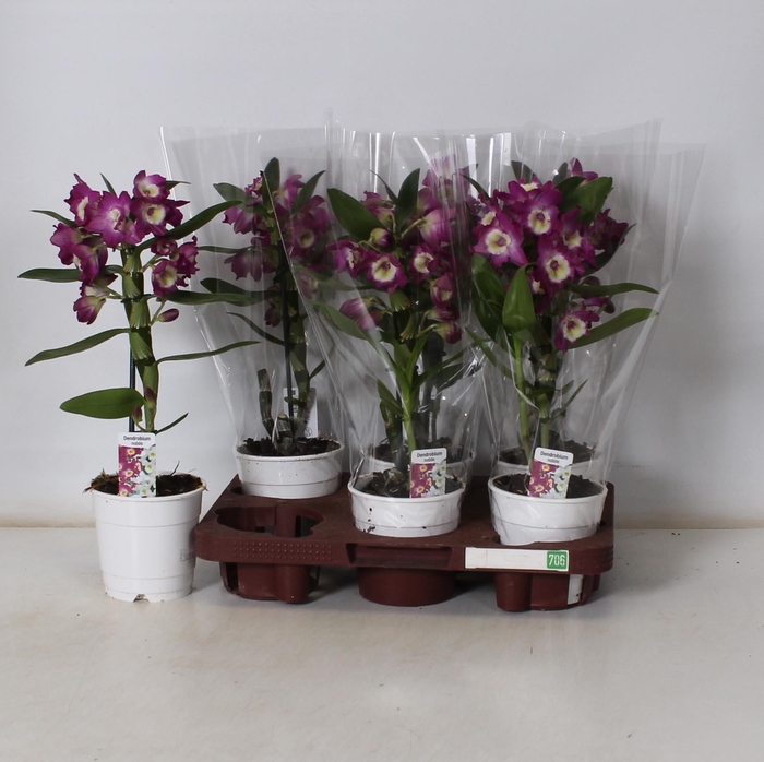 <h4>DEND NOBILE</h4>